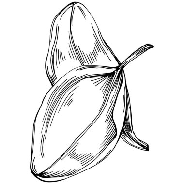 Ispanak taşıyıcı bitkiyi yapraklarla izole etti. Bitki oymalı stil illüstrasyon. Detaylı organik ürün çizimi. Tasarım logosu, menü, etiket, simge, pul için en iyisi..