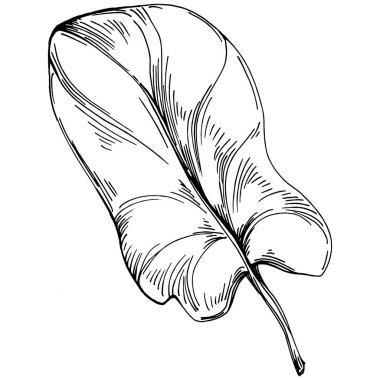 Ispanak taşıyıcı bitkiyi yapraklarla izole etti. Bitki oymalı stil illüstrasyon. Detaylı organik ürün çizimi. Tasarım logosu, menü, etiket, simge, pul için en iyisi..