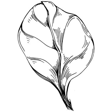 Ispanak taşıyıcı bitkiyi yapraklarla izole etti. Bitki oymalı stil illüstrasyon. Detaylı organik ürün çizimi. Tasarım logosu, menü, etiket, simge, pul için en iyisi..