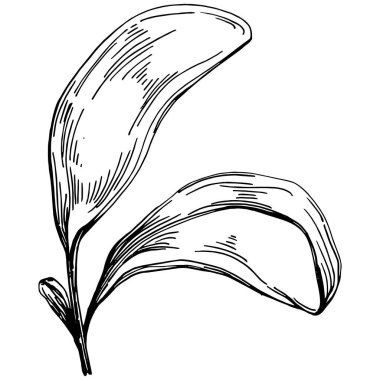 Ispanak taşıyıcı bitkiyi yapraklarla izole etti. Bitki oymalı stil illüstrasyon. Detaylı organik ürün çizimi. Tasarım logosu, menü, etiket, simge, pul için en iyisi..