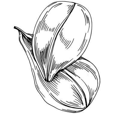 Ispanak taşıyıcı bitkiyi yapraklarla izole etti. Bitki oymalı stil illüstrasyon. Detaylı organik ürün çizimi. Tasarım logosu, menü, etiket, simge, pul için en iyisi..