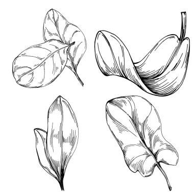 Ispanak taşıyıcı bitkiyi yapraklarla izole etti. Bitki oymalı stil illüstrasyon. Detaylı organik ürün çizimi. Tasarım logosu, menü, etiket, simge, pul için en iyisi..