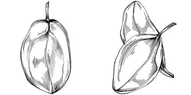 Ispanak taşıyıcı bitkiyi yapraklarla izole etti. Bitki oymalı stil illüstrasyon. Detaylı organik ürün çizimi. Tasarım logosu, menü, etiket, simge, pul için en iyisi..