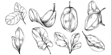 Ispanak taşıyıcı bitkiyi yapraklarla izole etti. Bitki oymalı stil illüstrasyon. Detaylı organik ürün çizimi. Tasarım logosu, menü, etiket, simge, pul için en iyisi..