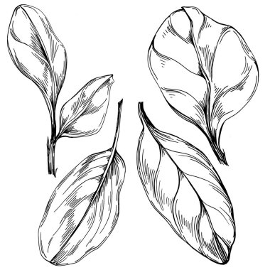 Ispanak taşıyıcı bitkiyi yapraklarla izole etti. Bitki oymalı stil illüstrasyon. Detaylı organik ürün çizimi. Tasarım logosu, menü, etiket, simge, pul için en iyisi..