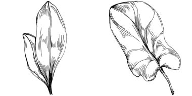 Ispanak taşıyıcı bitkiyi yapraklarla izole etti. Bitki oymalı stil illüstrasyon. Detaylı organik ürün çizimi. Tasarım logosu, menü, etiket, simge, pul için en iyisi..