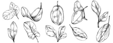 Ispanak taşıyıcı bitkiyi yapraklarla izole etti. Bitki oymalı stil illüstrasyon. Detaylı organik ürün çizimi. Tasarım logosu, menü, etiket, simge, pul için en iyisi..