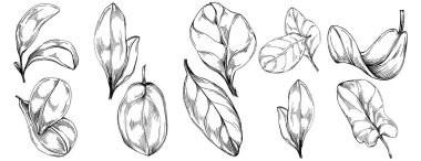 Ispanak taşıyıcı bitkiyi yapraklarla izole etti. Bitki oymalı stil illüstrasyon. Detaylı organik ürün çizimi. Tasarım logosu, menü, etiket, simge, pul için en iyisi..