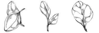 Ispanak taşıyıcı bitkiyi yapraklarla izole etti. Bitki oymalı stil illüstrasyon. Detaylı organik ürün çizimi. Tasarım logosu, menü, etiket, simge, pul için en iyisi..