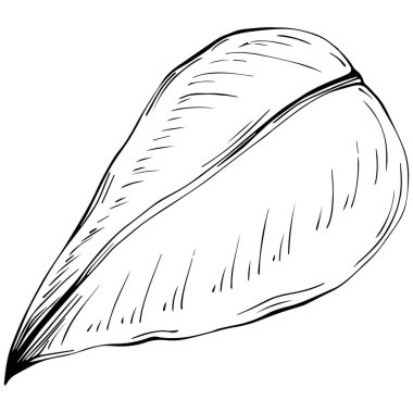 Siyah ve beyaz el çizimi çiçek elementleri vektör illüstrasyonu 