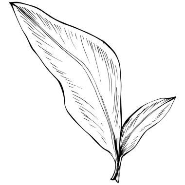 Siyah ve beyaz el çizimi çiçek elementleri vektör illüstrasyonu 