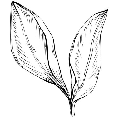 Siyah ve beyaz el çizimi çiçek elementleri vektör illüstrasyonu 