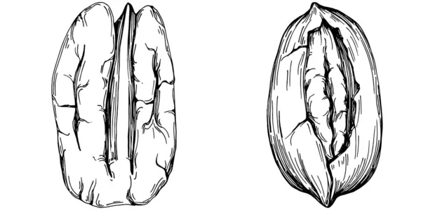Illustration Vectorielle Dessinée Main Par Pecan Isolée Sur Fond Blanc — Image vectorielle