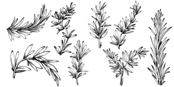 Rosemary Branches Leaves Isolated — Stock Vector