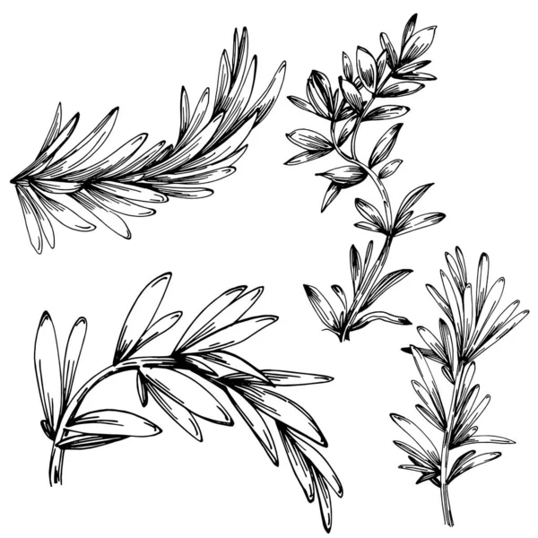 Biberiye Dalları Yaprakları Izole — Stok Vektör