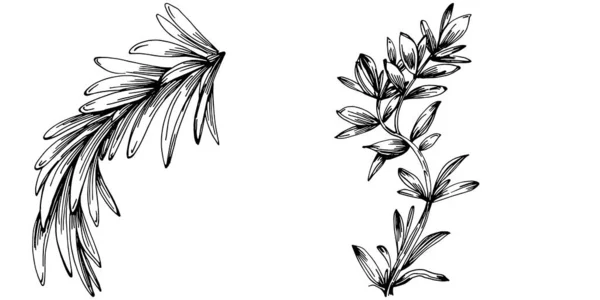Branches Feuilles Romarin Isolées — Image vectorielle