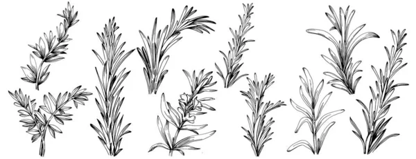 Rosemary Grenar Och Blad Isolerade — Stock vektor