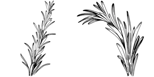 Rosmarinzweige Und Blätter Isoliert — Stockvektor
