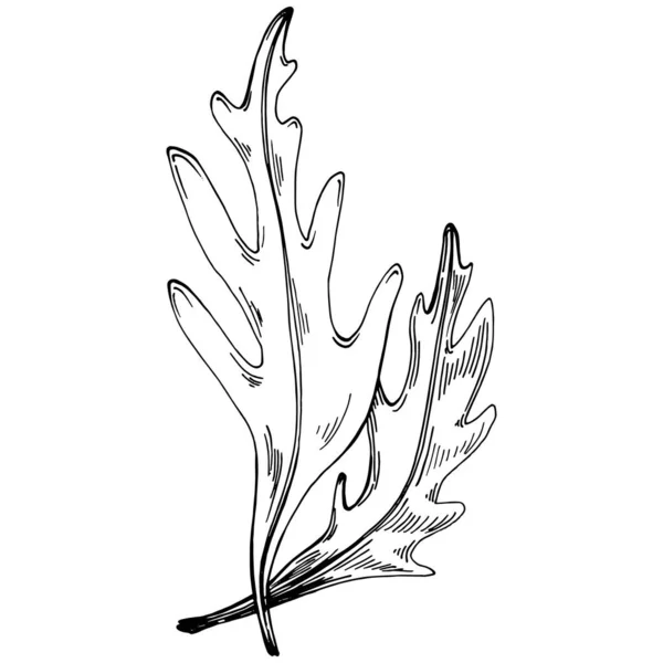 Arugula Vector Geïsoleerde Plant Met Bladeren Herbal Gegraveerde Stijl Illustratie — Stockvector
