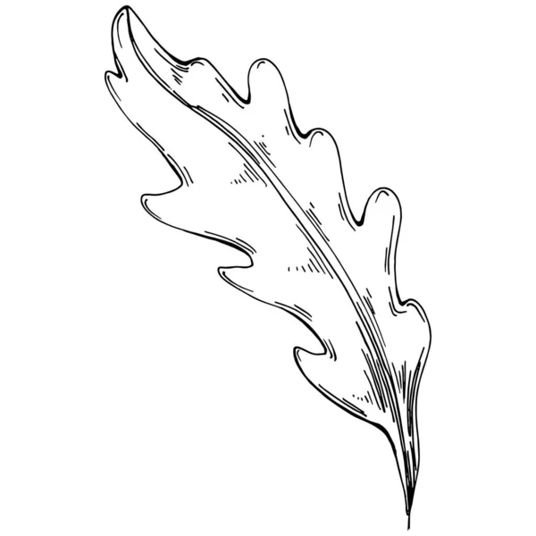 Vecteur Roquette Plante Isolée Avec Des Feuilles Illustration Style Gravé — Image vectorielle