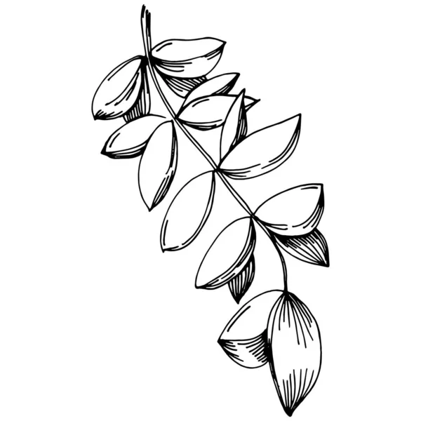 Тимьяновый Вектор Изолированное Растение Листьями Травяная Гравировка Стиле Иллюстрации Детальный — стоковый вектор