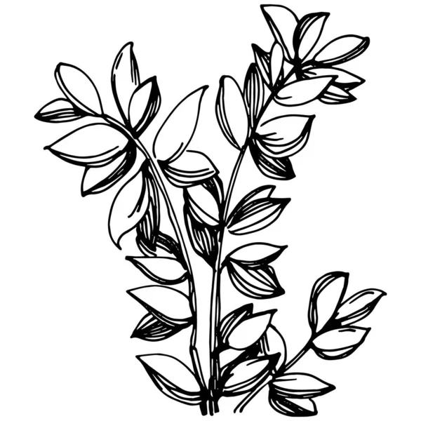 用叶子分离出的植物 草本雕刻风格图解 详细的有机产品草图 最适合设计标志 — 图库矢量图片