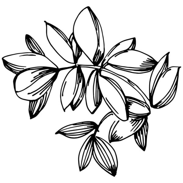Тимьяновый Вектор Изолированное Растение Листьями Травяная Гравировка Стиле Иллюстрации Детальный — стоковый вектор