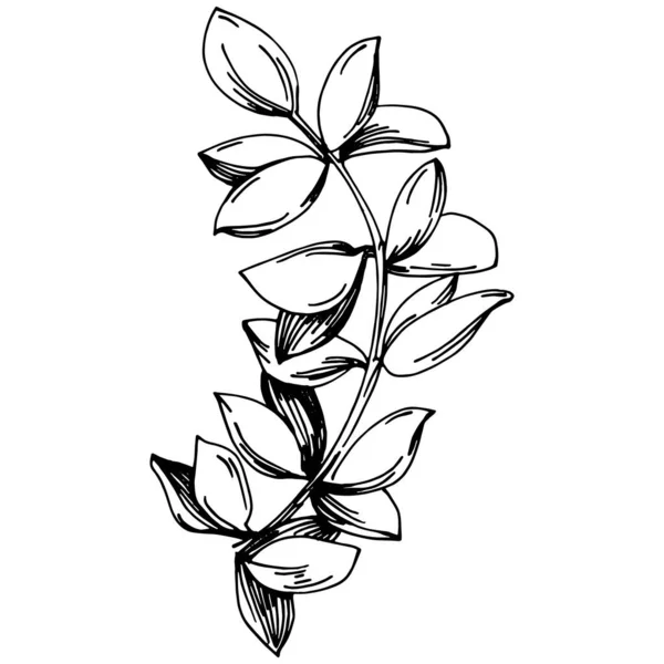 葉を持つタイムベクトル絶縁型植物 ハーバル彫刻スタイルのイラスト デザインロゴ メニュー ラベル アイコン スタンプのためのベスト — ストックベクタ
