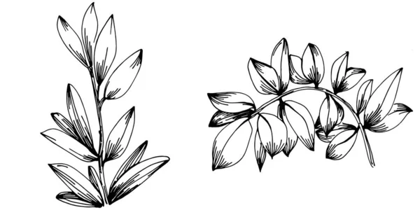 Tijm Vector Geïsoleerde Plant Met Bladeren Herbal Gegraveerde Stijl Illustratie — Stockvector