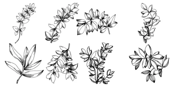 Thymian Vektor Isolierte Pflanze Mit Blättern Illustration Pflanzlicher Gravur Detaillierte — Stockvektor