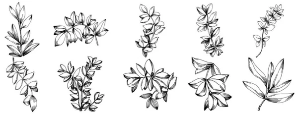 Timjan Vektor Isolerad Växt Med Blad Växtbaserade Graverad Stil Illustration — Stock vektor