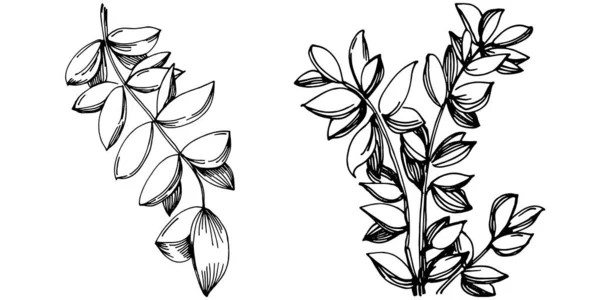 Timjan Vektor Isolerad Växt Med Blad Växtbaserade Graverad Stil Illustration — Stock vektor