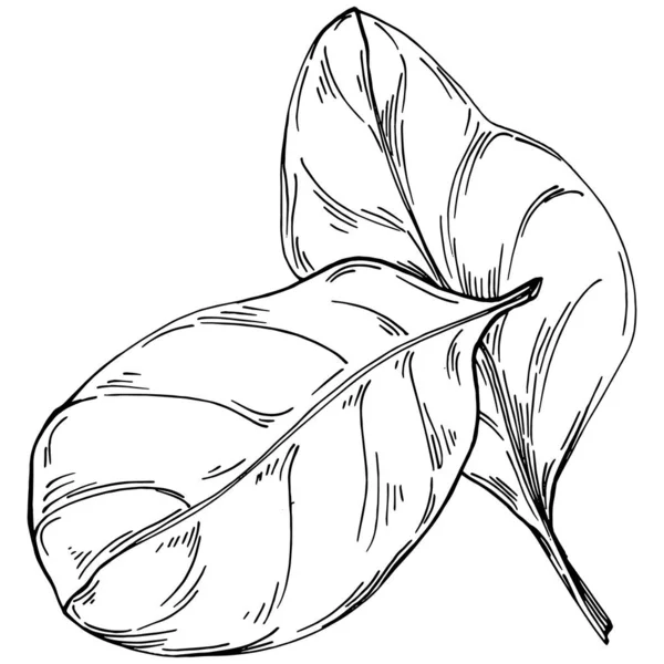 Spinat Vektor Isolierte Pflanze Mit Blättern Illustration Pflanzlicher Gravur Detaillierte — Stockvektor