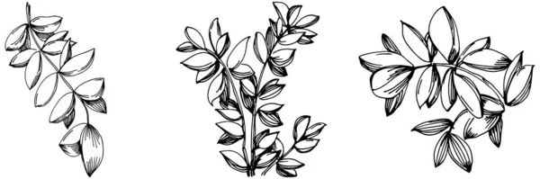 Vecteur Thym Plante Isolée Avec Des Feuilles Illustration Style Gravé — Image vectorielle