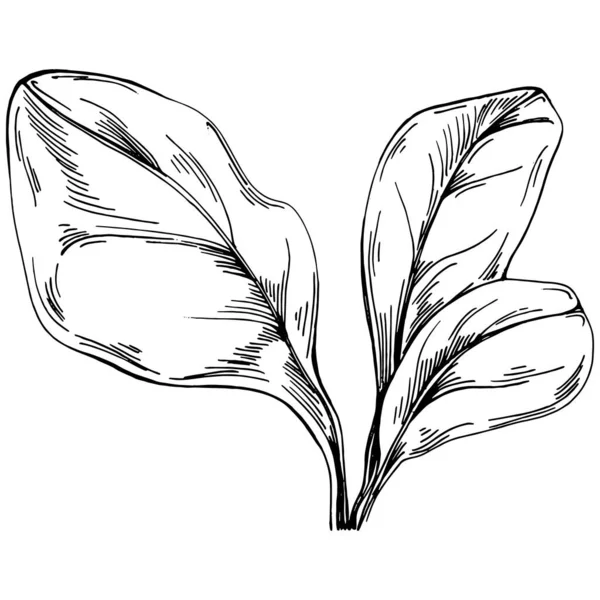 Špenátový Vektor Izolované Rostliny Listy Bylinný Rytý Styl Ilustrace Detailní — Stockový vektor
