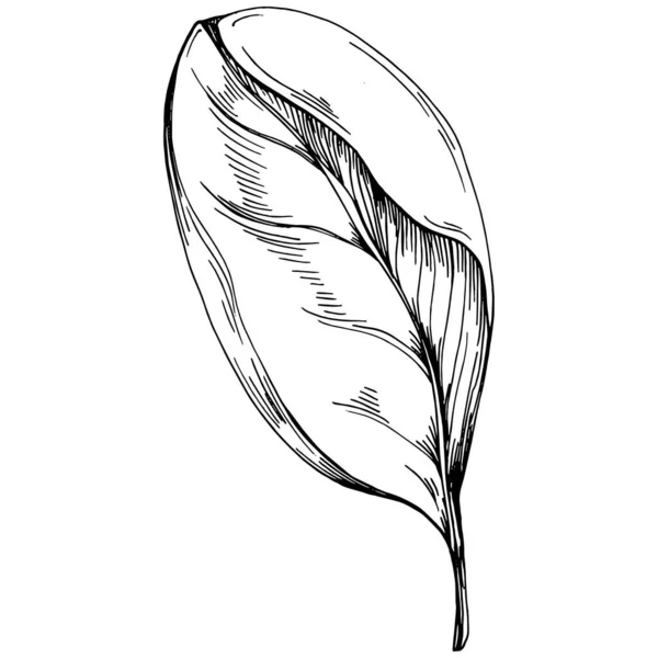 用叶子旋转向量分离植物 草本雕刻风格图解 详细的有机产品草图 最适合设计标志 — 图库矢量图片