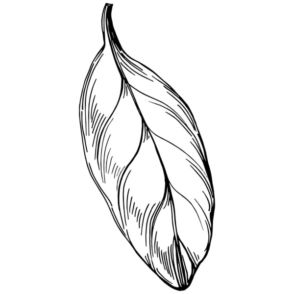 用叶子旋转向量分离植物 草本雕刻风格图解 详细的有机产品草图 最适合设计标志 — 图库矢量图片