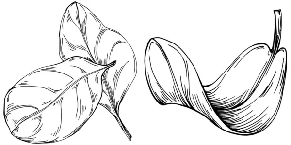 Шпинат Вектор Изолированное Растение Листьями Травяная Гравировка Стиле Иллюстрации Детальный — стоковый вектор
