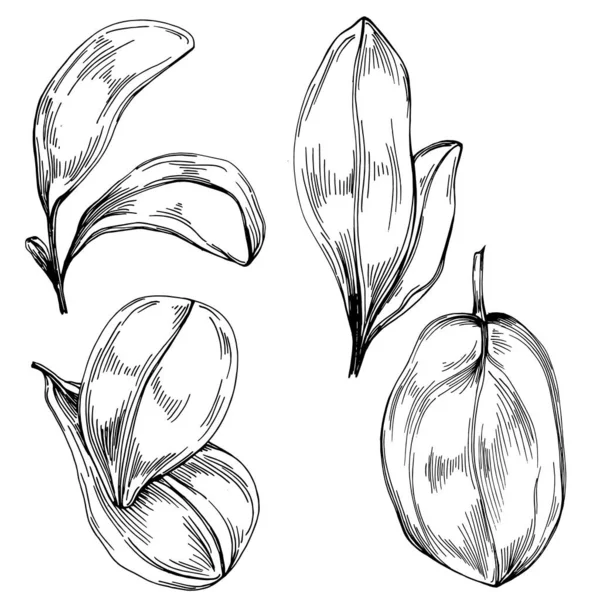 葉を持つほうれん草ベクトル分離植物 ハーバル彫刻スタイルのイラスト デザインロゴ メニュー ラベル アイコン スタンプのためのベスト — ストックベクタ
