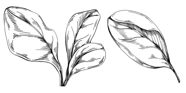 Σπανάκι Απομονωμένο Φυτό Φύλλα Φυτικό Ανάγλυφο Στυλ Εικονογράφηση Αναλυτικό Οργανικό — Διανυσματικό Αρχείο