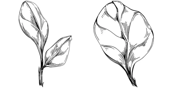 식물은 잎으로 분리되어 조각된 문체의 디자인 아이콘 우표를 최고의 유기농 — 스톡 벡터