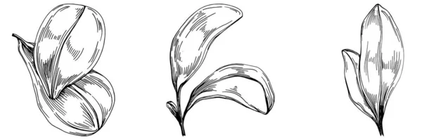 Planta Aislada Vector Espinacas Con Hojas Ilustración Estilo Grabado Base — Archivo Imágenes Vectoriales
