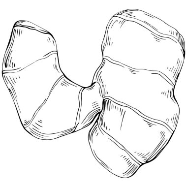 Elle çizilmiş siyah-beyaz zencefil kökü çizimi