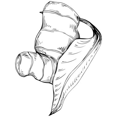 Elle çizilmiş siyah-beyaz zencefil kökü çizimi