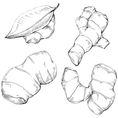 Elle çizilmiş siyah-beyaz zencefil kökü çizimi