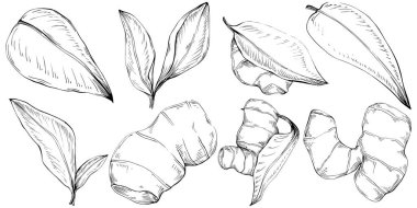 Elle çizilmiş siyah-beyaz zencefil kökü çizimi