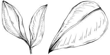 Elle çizilmiş siyah-beyaz zencefil kökü çizimi