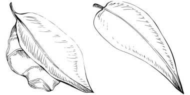 Elle çizilmiş siyah-beyaz zencefil kökü çizimi