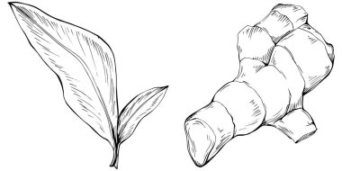 Elle çizilmiş siyah-beyaz zencefil kökü çizimi