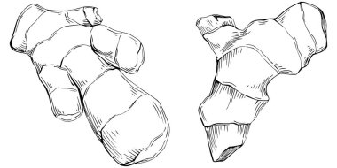 Elle çizilmiş siyah-beyaz zencefil kökü çizimi